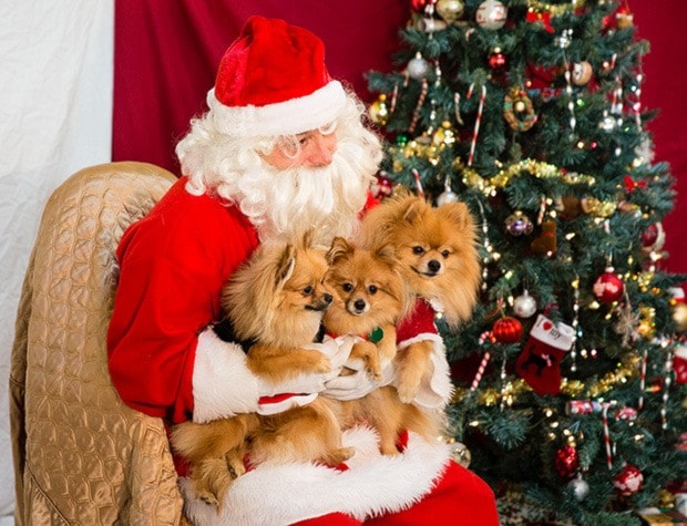 Jacob Zinn/News Staff - Photos with Santa went to the dogs at th
