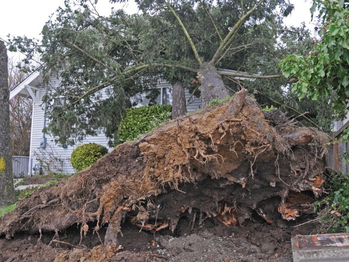Tree down on Tattersall