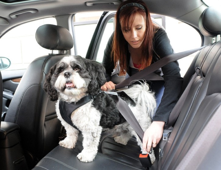 Dog car harness