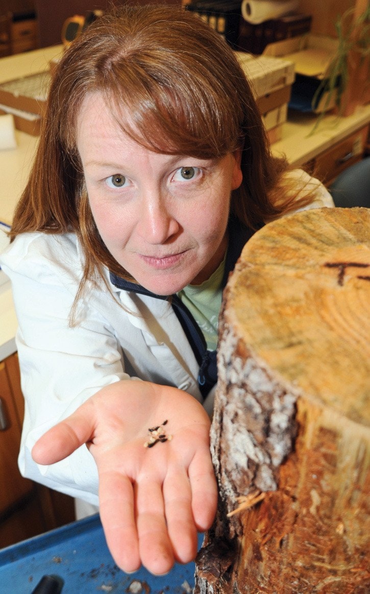 Mountain Pine Beetle Research-Kathy Bleiker