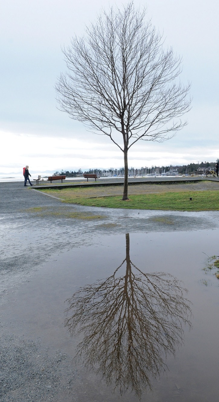 Tree Reflection SA