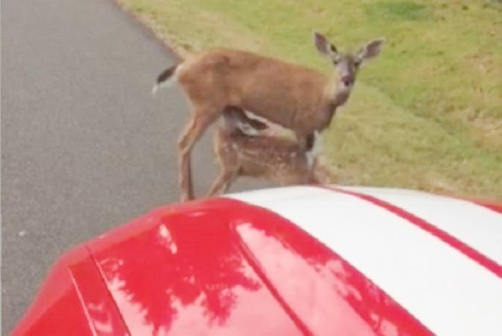 Saanich News publisher Oliver Sommer caught this video of a doe