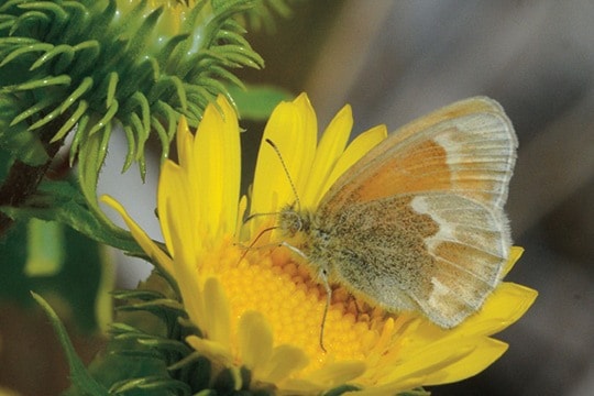 98168saanichButterflies-commonringlet-web