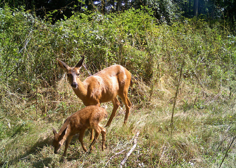 web1_170301-pdn-indian-island-deer2-web