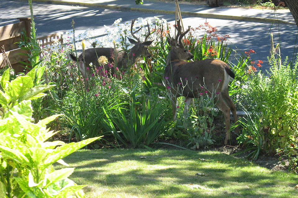 web1_Readerphotodeerfriends