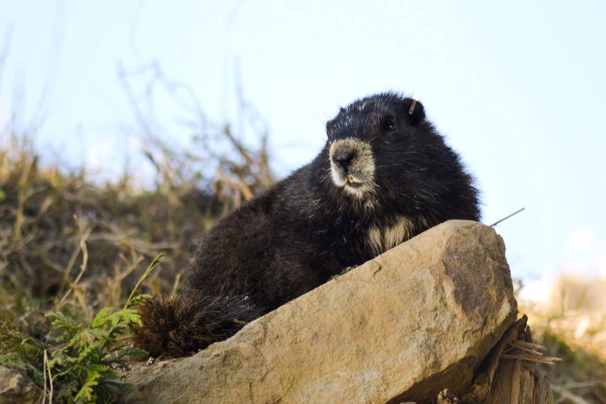 VIDEO: Special milestone for marmot release on Mount