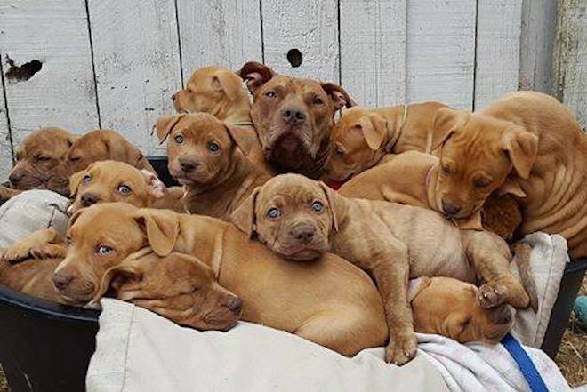 Pile of puppies up for adoption at Victoria SPCA