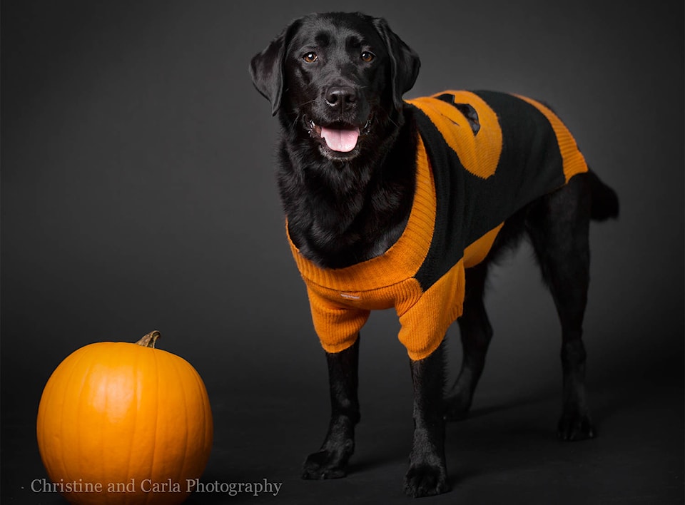 9006973_web1_halloween-pet