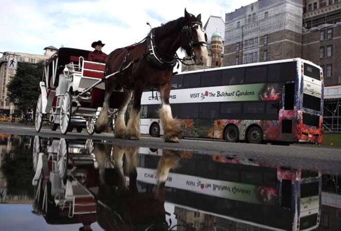 12184174_web1_copy_Canadian-Press_HorsedrawnCarriage_Victoria