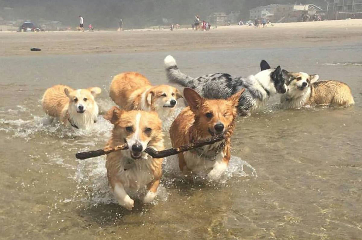 Corgi beach sales