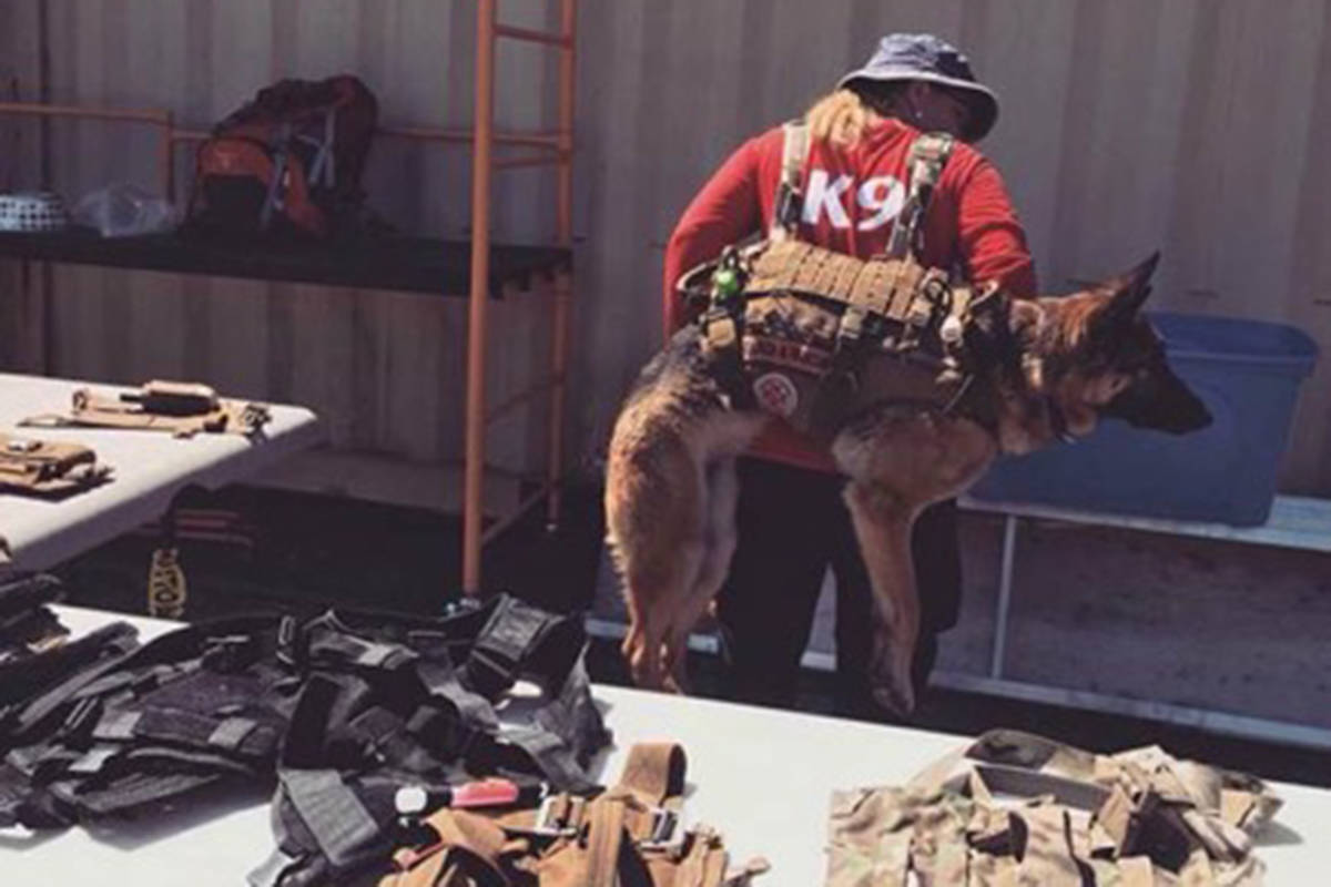 Sar dog sales harness