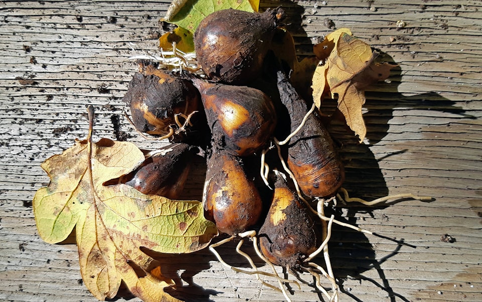 13771401_web1_Camas-Bulbs-and-Oak-Leaves