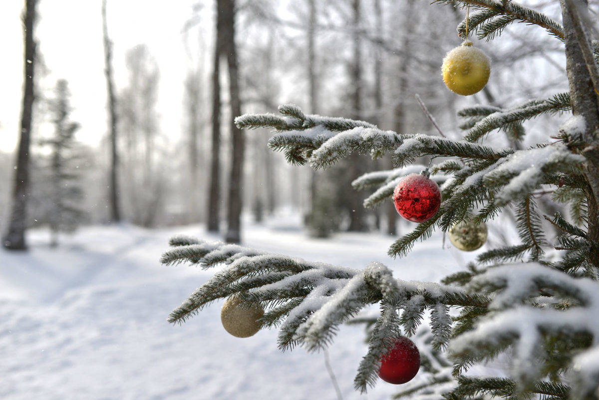 acidity Monopoly Store largest exporter of christmas trees Economy