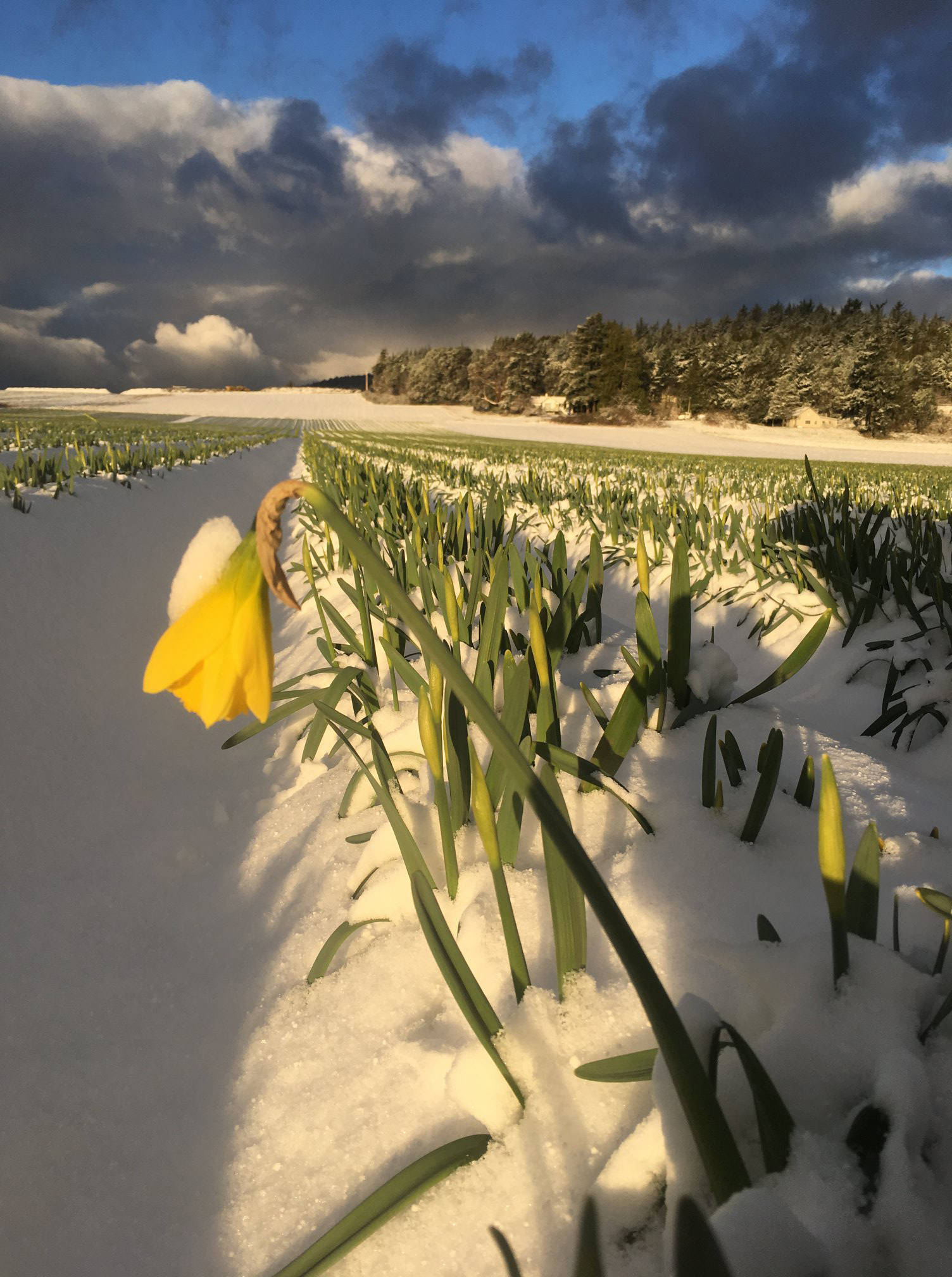 ‘Snow, melt, freeze, snow, melt, freeze’ leaves daffodils unpicked on