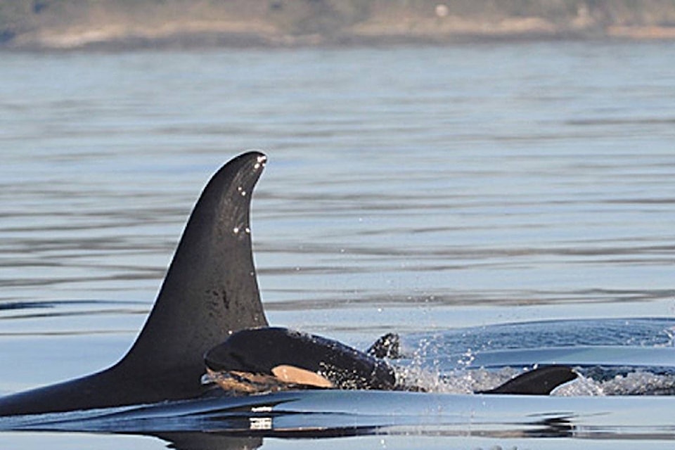 15788126_web1_20190226-BPD-baby-orca120