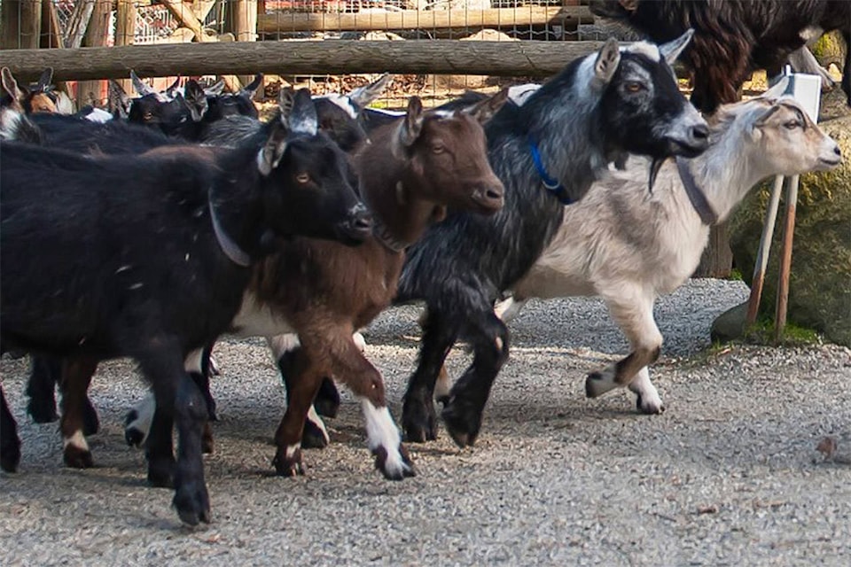 16152514_web1_181003-VNE-BabyGoats2