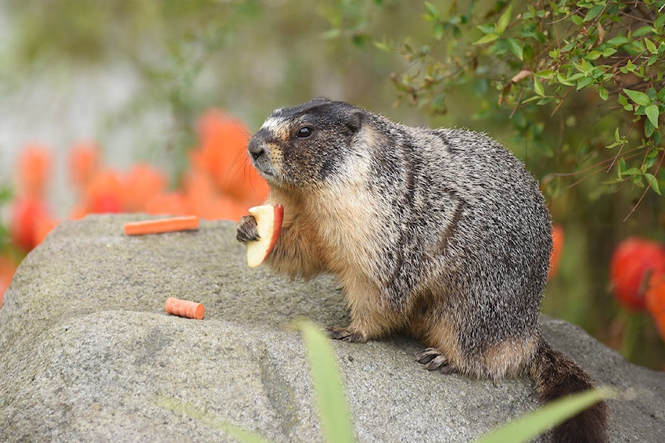 16318408_web1_190410-VNE-Roger-Marmot-2