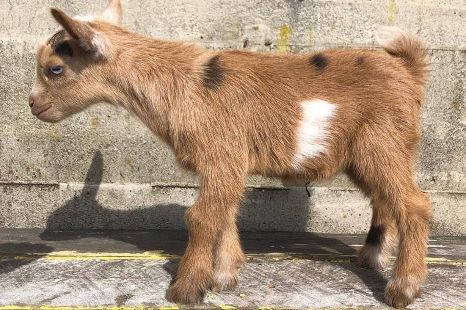 16657055_web1_190501-NBU-Baby-goat-still-missing_1