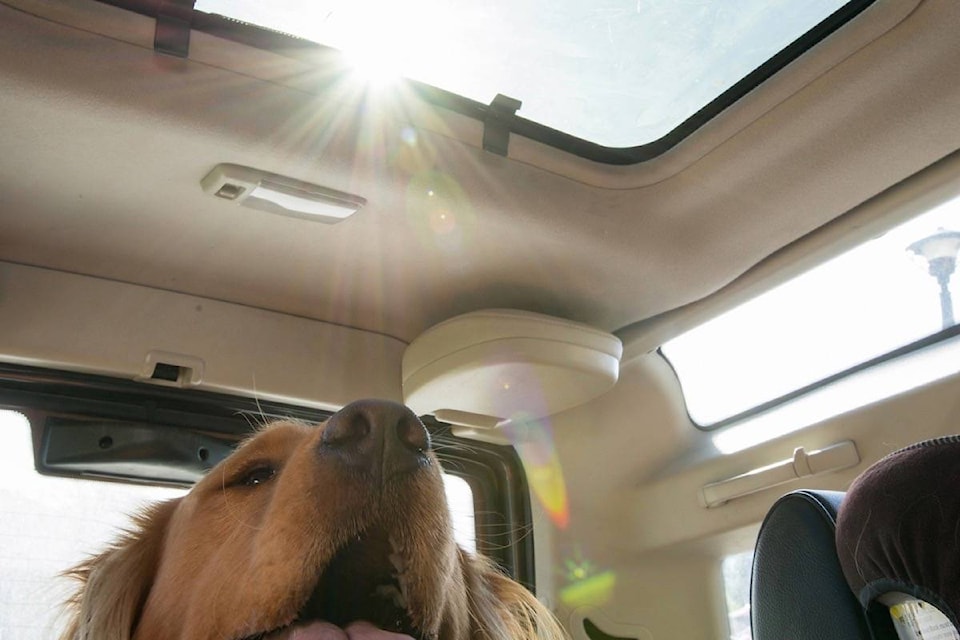 16991004_web1_170622-CVR-M-dog-in-hot-car-2_smaller