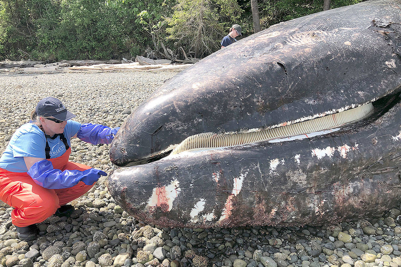 The Mystery of Alaska's Disappearing Whales