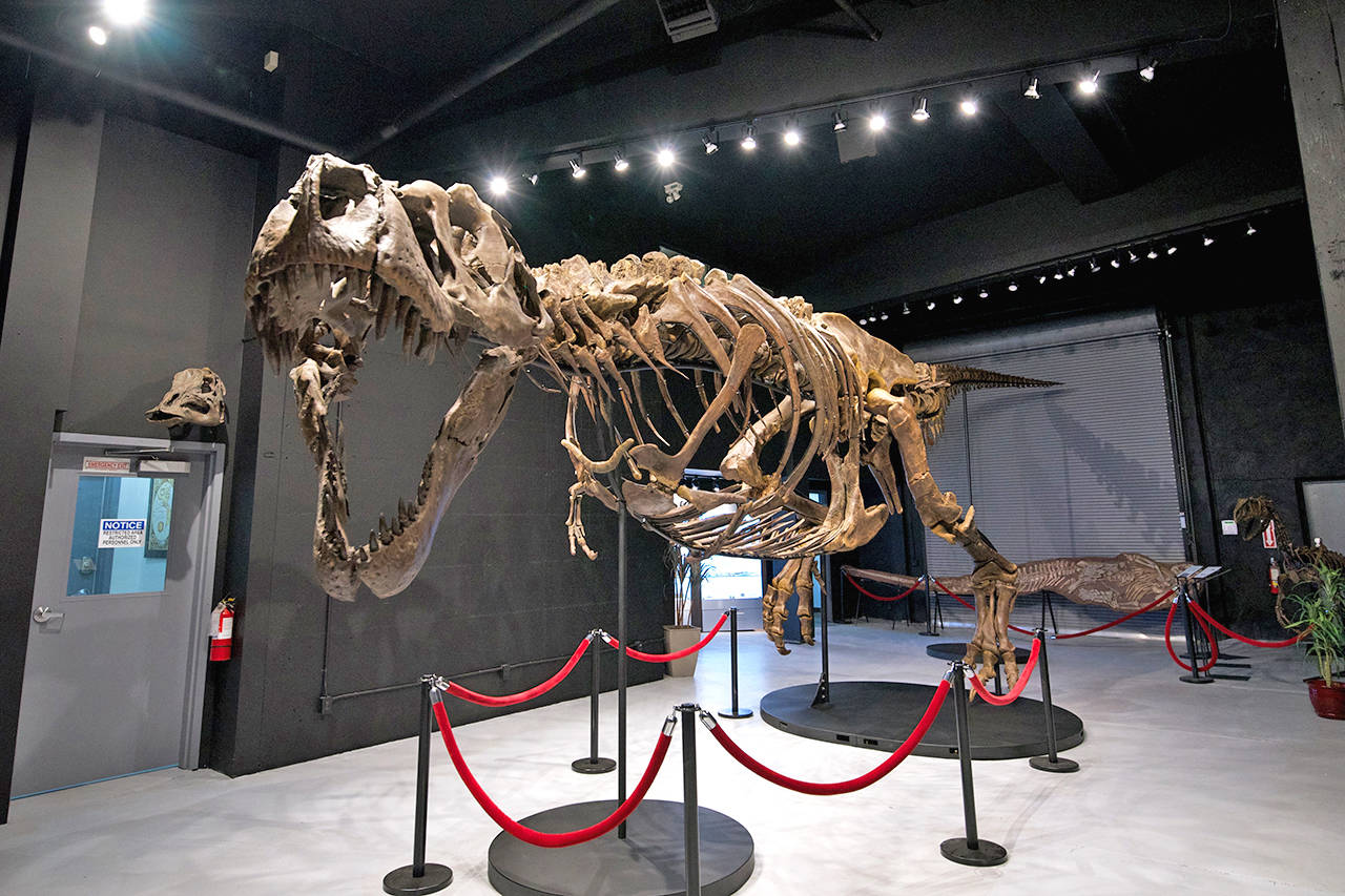 New, handson dinosaur lab opens in Victoria Saanich News