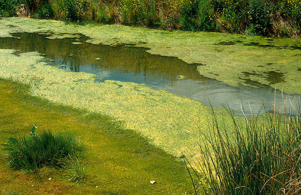 18324615_web1_blue-green-algae-stock