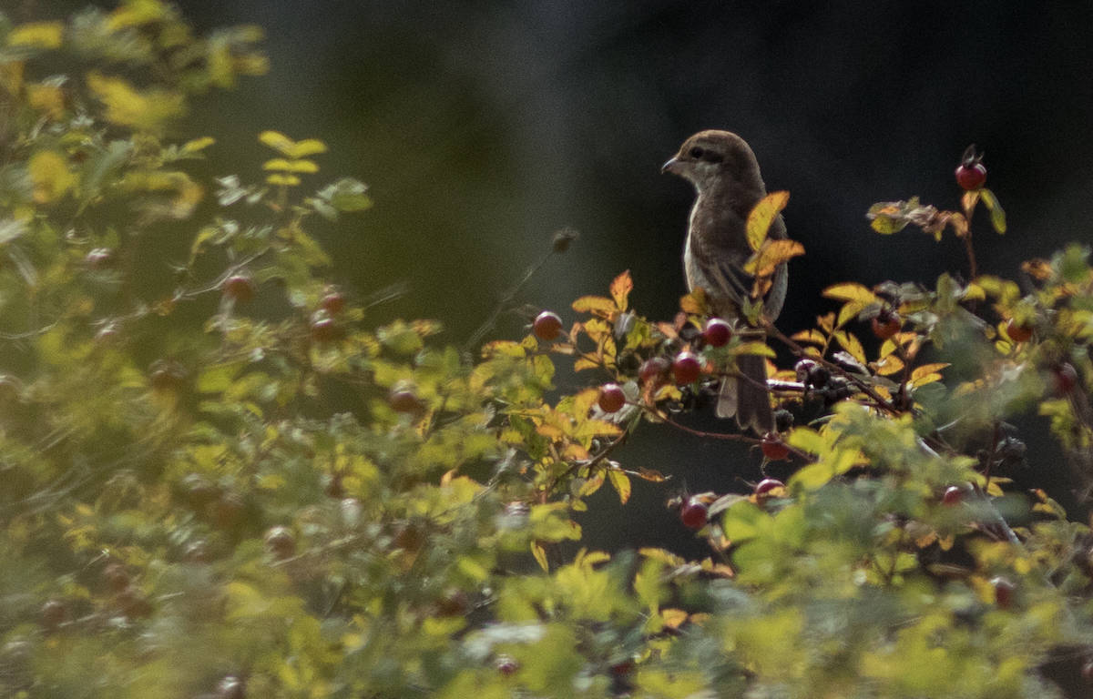 18782403_web1_191002-GNG-RareBirdSighting_1