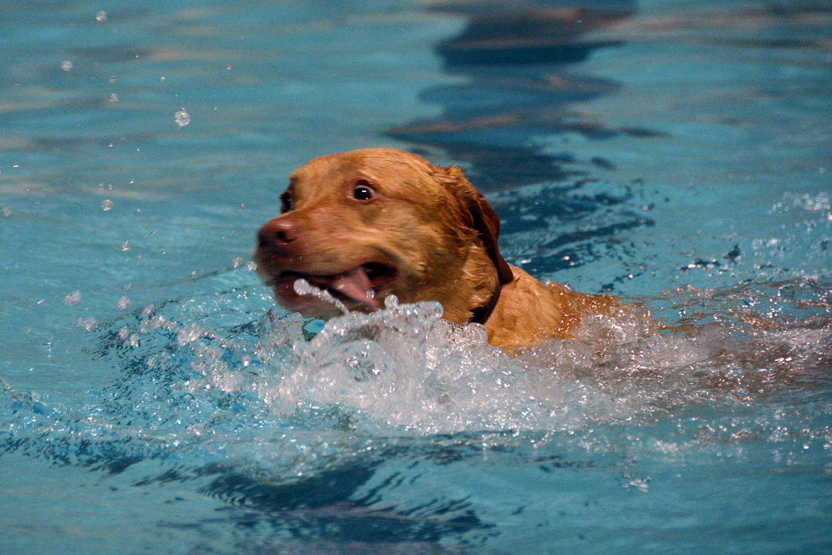 19324474_web1_191110-GNG-Dog-Swim-2