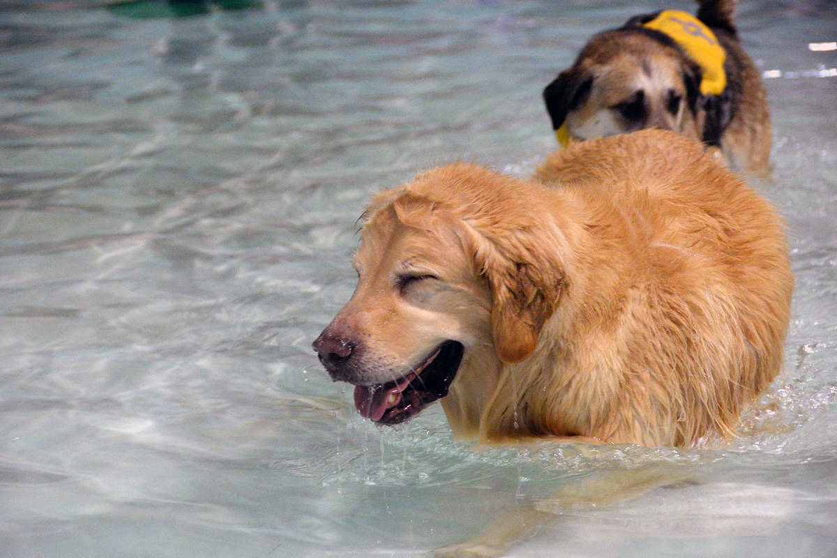 19324474_web1_191110-GNG-Dog-Swim-6