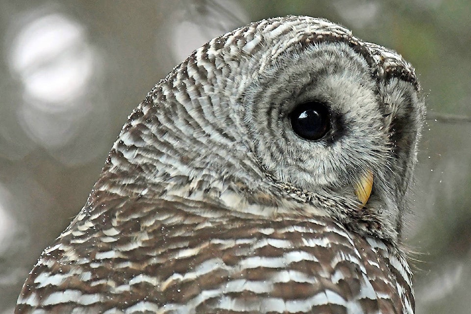 Barn owls are regular visitors at community parks throughout Sooke. (Ina Winterburn photo)
