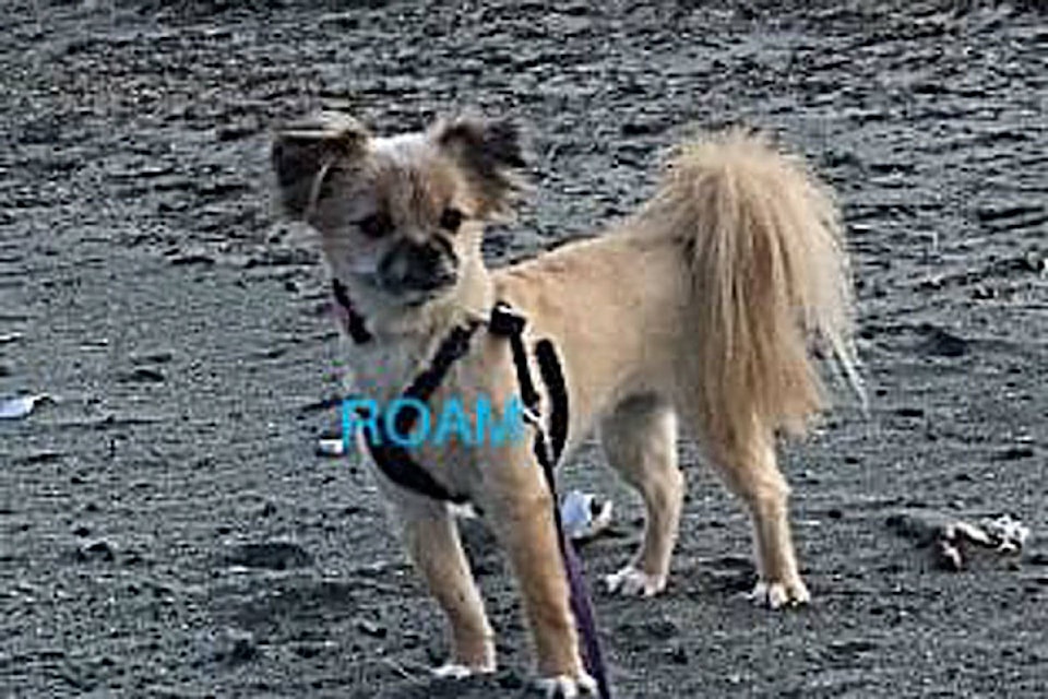 21110780_web1_200328-VNE-Missing-Dog-Found-_1