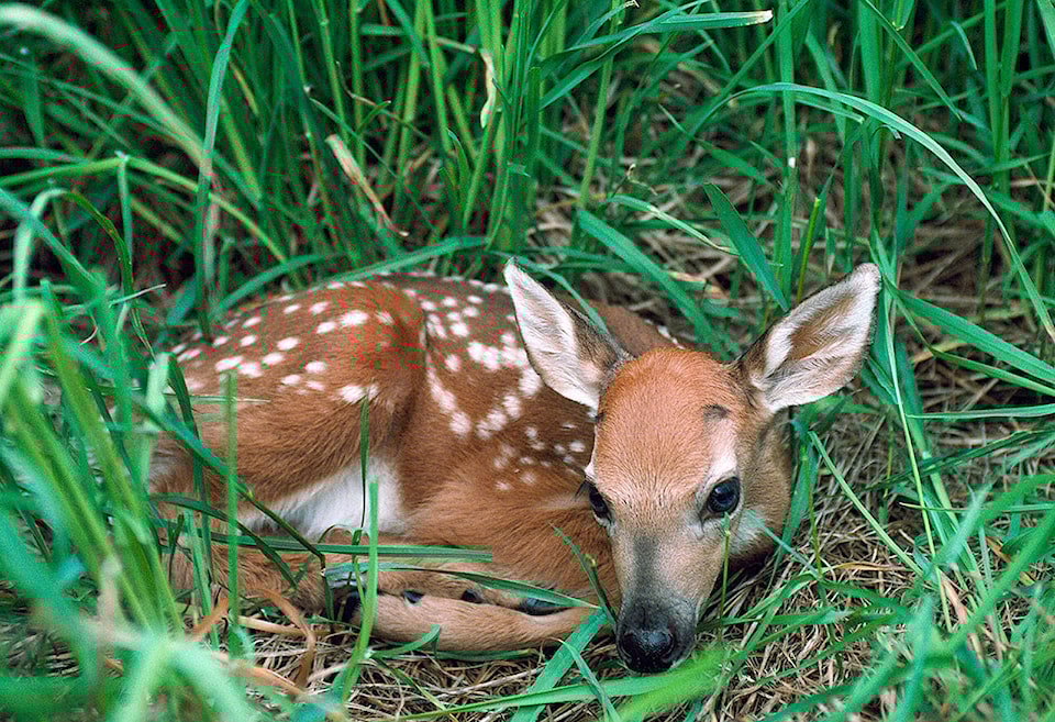 21399236_web1_Wildlife_M1