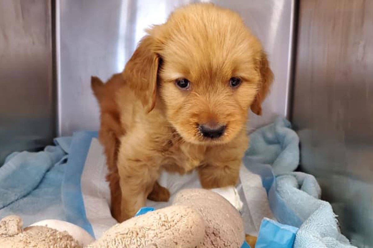 Clark County Humane Society finds forever homes for new Golden Retriever  puppies