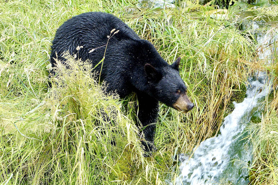 22236140_web1_200723-WIN-bear-railtrail_1