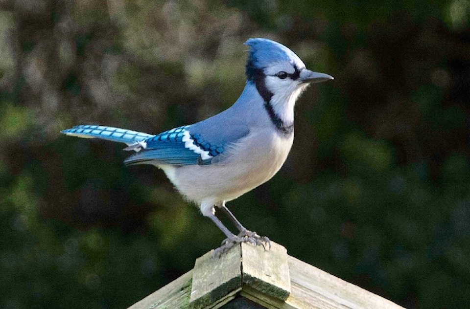 23839902_web1_210114-SNM-SookeBirdCountUpdate-bluejay_1