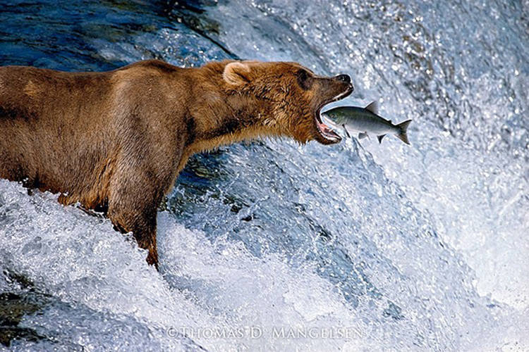 Catch of the Day, one of the photos from A Life In The Wild, an exhibition of work by renowned photographer Thomas D. Mangelsen, on display at the Bateman Gallery until May 29. Photo courtesy of the Bateman Foundation.