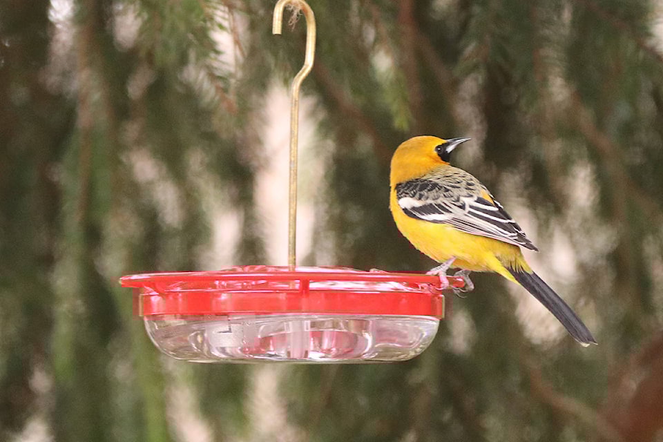 24728636_web1_210402-PNR-Rare-Bird-Sighted-pic_1