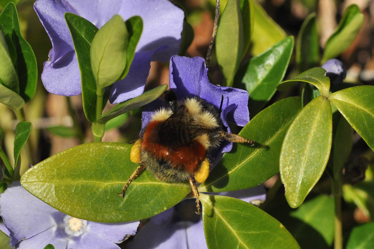 24754720_web1_copy_210406-GNG-leaves-for-bees-bombus_1