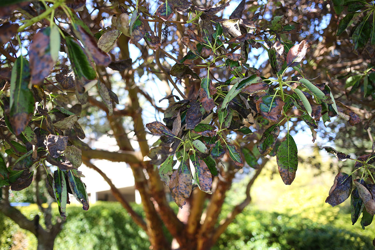 24776222_web1_210407-GNG-Arbutus-Trees-Decline-pic_1