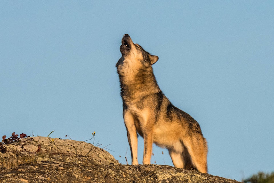 Oak Bay is proposing a moratorium on wolf hunting while more research is done to get more data on Vancouver Island’s wolf population and understand the impacts of B.C.’s current wolf hunting policies. Pictured here is Takaya, the lone wolf who captivated Greater Victoria. (Photo by Cheryl Alexander)