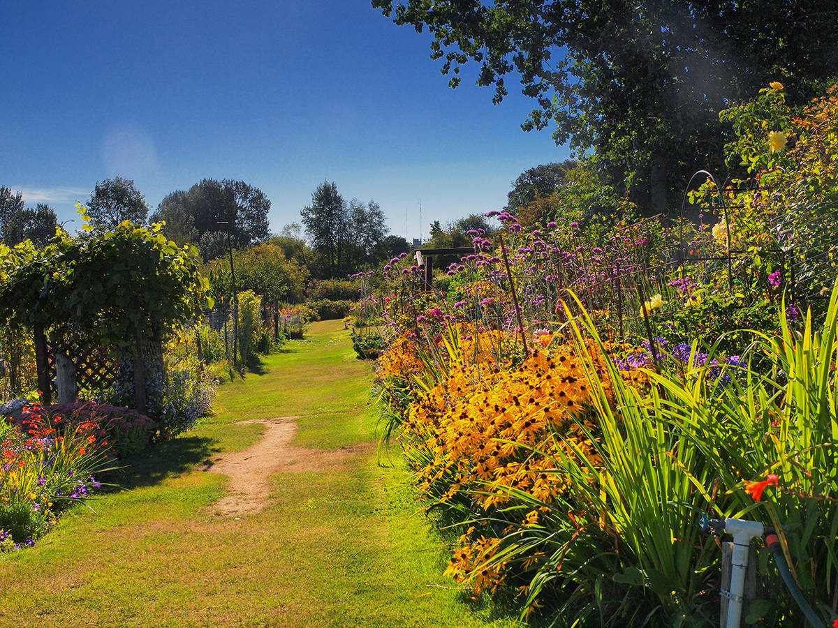 While each cultivated garden in Saanich parks is unique, all provide areas of beauty that support birds, bees, butterflies and other creatures essential to the ecosystem.