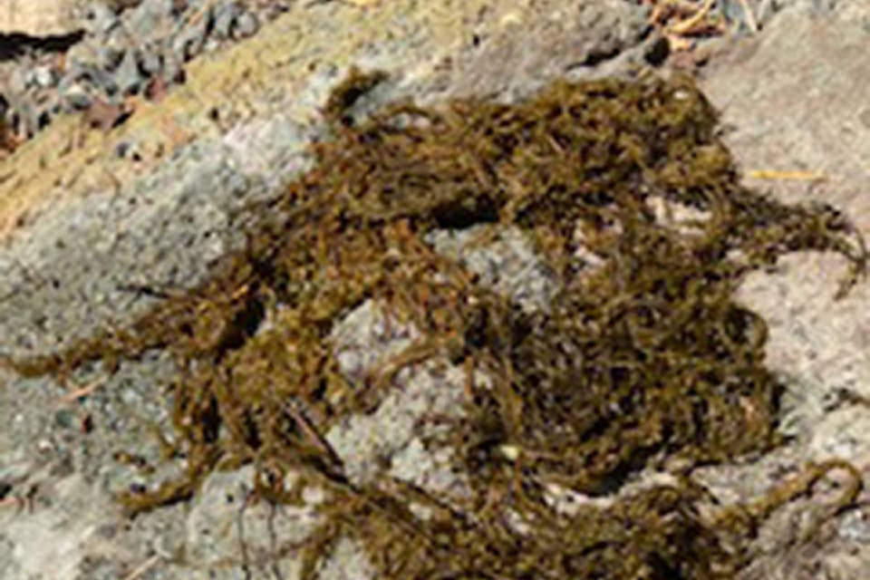 25899044_web1_210722-CCI-Maple-Bay-seaweed-invasive-picture_1