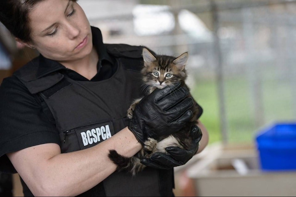 BC SPCA special constables seizing kitten/ dog. (supplied image)