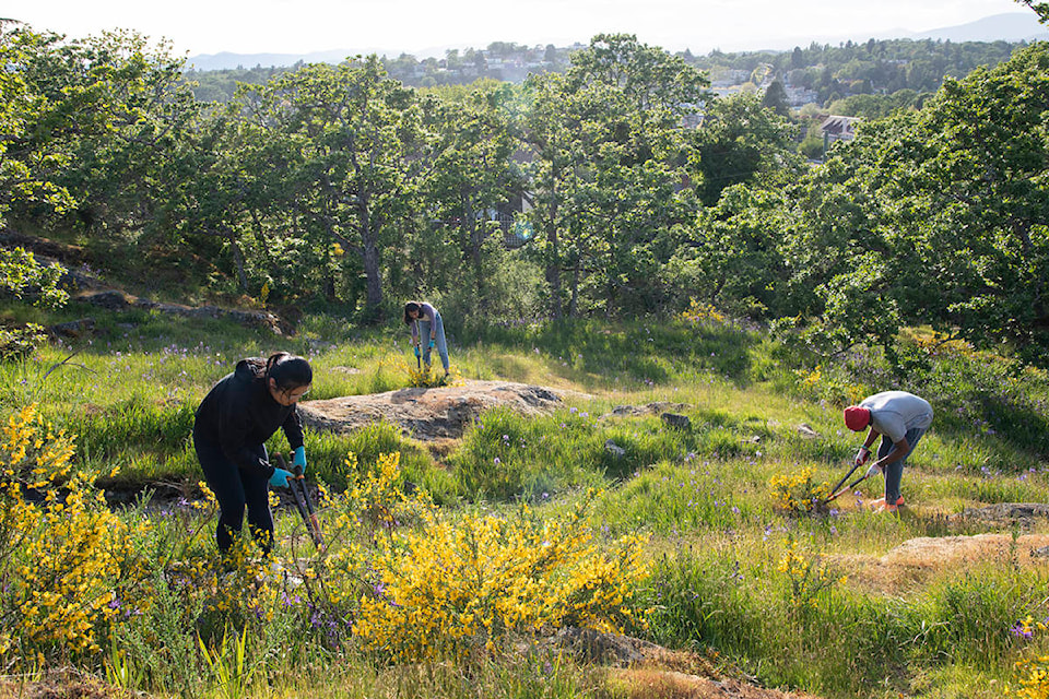 26167462_web1_210823-Impress-SNE-SaanichParks-InvasiveSpecies_1