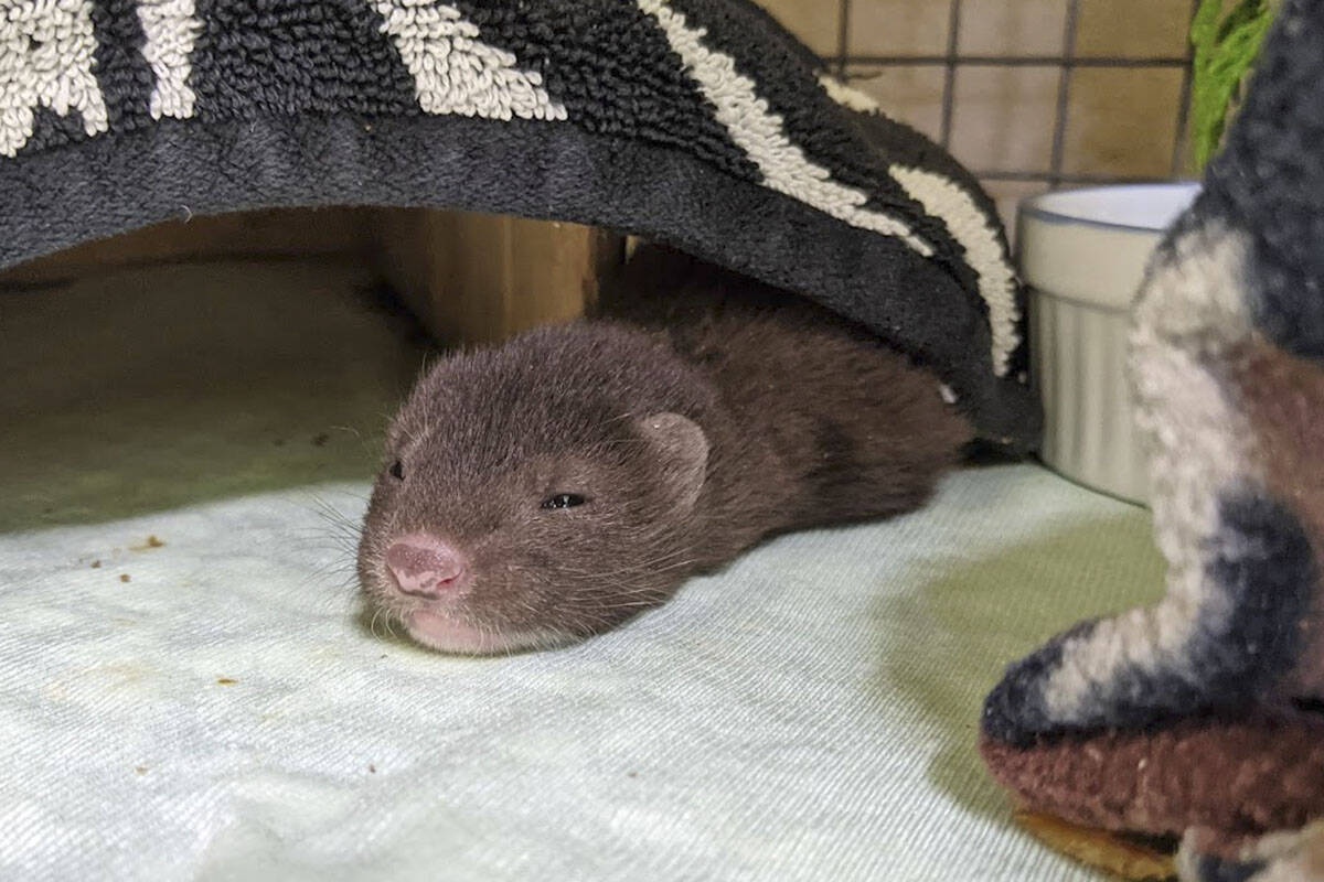 Baby mink taken in by Greater Victoria wildlife rehab centre - Saanich News