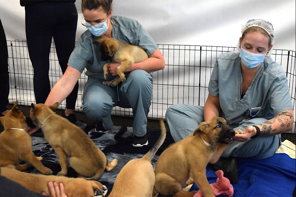 Animal humane best sale hospital