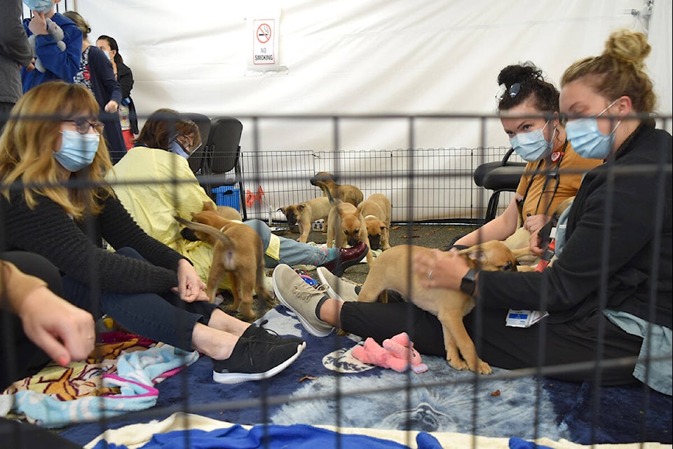 Healthcare workers enjoy time with shepherd-husky mix puppies from the Victoria Humane Society on Wednesday at Victoria General Hospital. (Kiernan Green/News Staff)