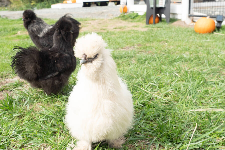 Jeff and Rina Puska are planning a grand opening for their boutique and cuddle farm later in October. (Photo by Tyler Hay)