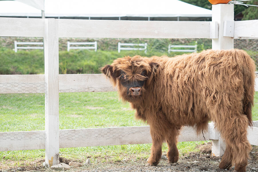 Jeff and Rina Puskas cuddle farm features Kevin, the highland cow from Rinas original childrens story Itty Bitty Acres. In the story, he wears a headlamp to overcome his fear of the dark. (Photo by Tyler Hay)