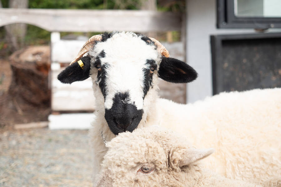 Jeff and Rina Puska brought an original childrens story to life at their farm in Yellow Point. It features two sheep named Boots and O, among other animals. (Photo by Tyler Hay)